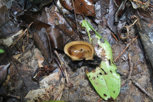 Hevea guianensis, 2025-04-27