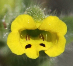 Mimetanthe pilosa