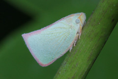 Sanurus