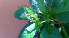 Phytolacca americana