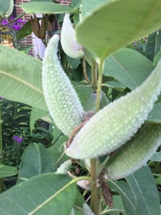 Asclepias syriaca