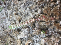 Illecebrum verticillatum