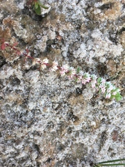 Illecebrum verticillatum