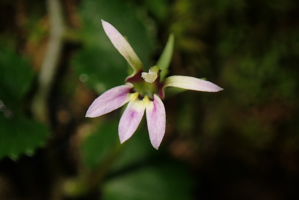 Common Pratia