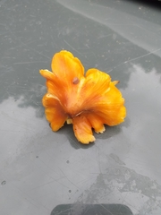 Hygrocybe conicoides