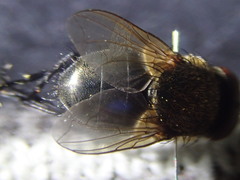Pollenia amentaria