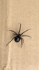 Steatoda grossa