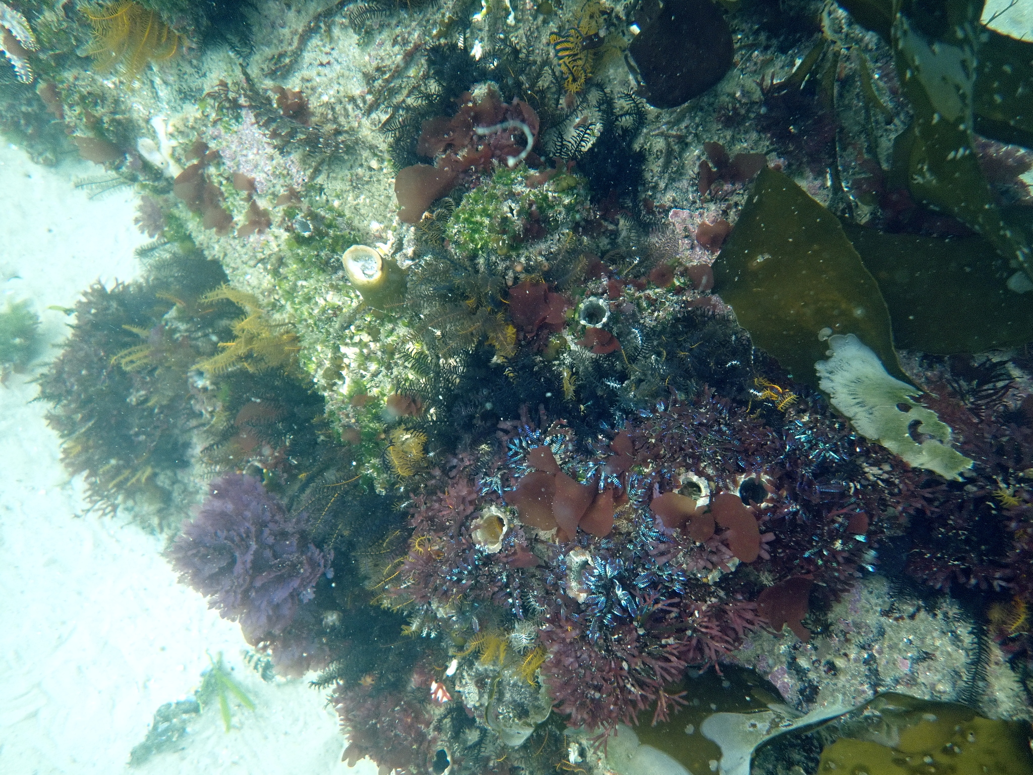 Ascidia incrassata Heller, 1878
