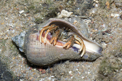 Clibanarius infraspinatus