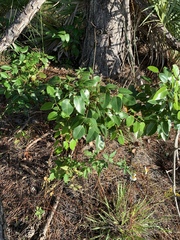 Metopium toxiferum image