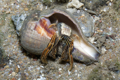 Clibanarius infraspinatus
