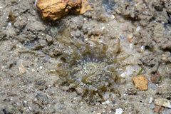 Anthopleura dixoniana