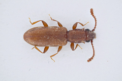 Silvanus bidentatus