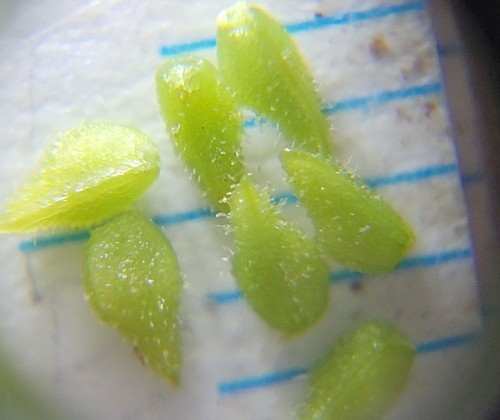 alkali popcornflower (Plagiobothrys leptocladus)
