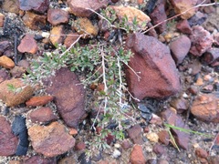 Indigofera pilgeriana