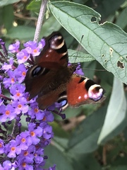 Aglais io