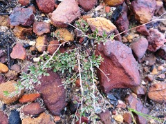 Indigofera pilgeriana