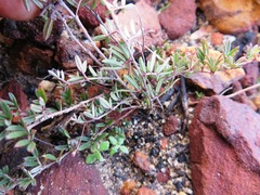 Indigofera pilgeriana