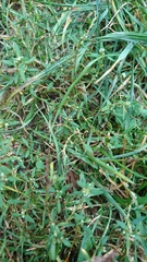 Polygonum aviculare