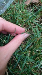 Polygonum aviculare