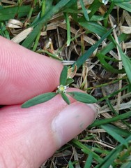 Polygonum aviculare
