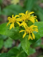 Oreochrysum parryi