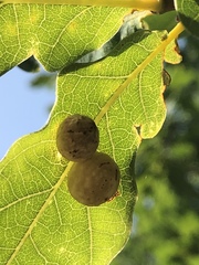 Cynips quercusfolii