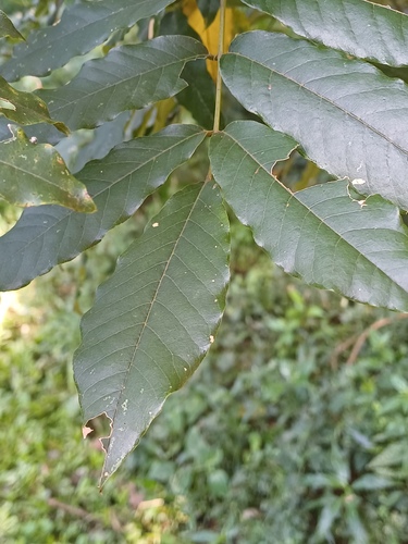 Millettia grandis, photograph 5