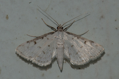 Parapoynx fuscicostalis