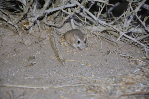 Baluchistan Gerbil
