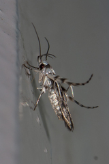 Stathmopodidae