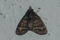 Chlumetia
