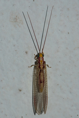 Italochrysa
