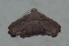 Niaccaba sumptualis