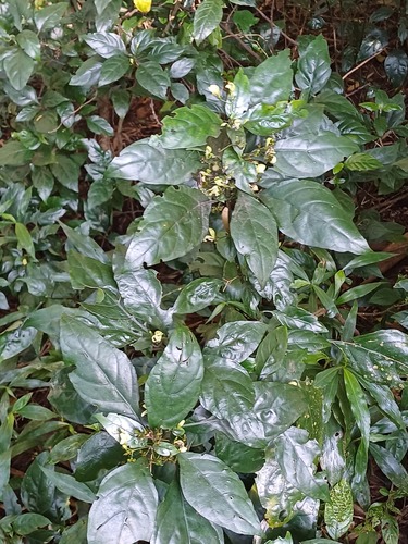 Justicia campylostemon, photograph 6