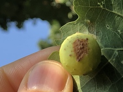 Cynips quercusfolii