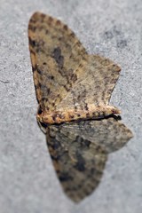 Poecilasthena scoliota