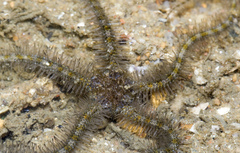 Ophiotrichidae