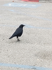 Corvus brachyrhynchos