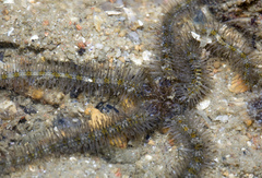Ophiotrichidae