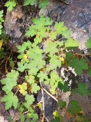Ribes montigenum