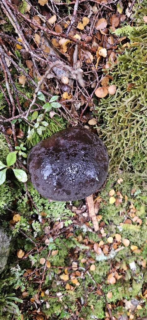 Tylopilus formosus · April 2025 · photo: © shane212 (iNaturalist, cc0)