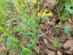 Lithospermum strictum