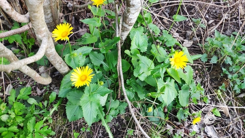 Image of Doronicum Columnae (Doronicum columnae) by (c) Vitaly Radionov, some rights reserved (CC BY)