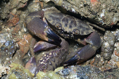 Menippidae
