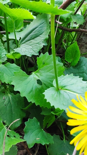 Image of Doronicum columnae by (c) Vitaly Radionov, some rights reserved (CC BY)