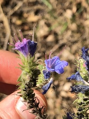 Echium vulgare