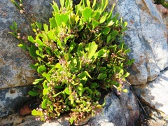 Centella triloba