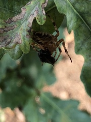Araneus diadematus