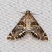 Petrophila jaliscalis - Photo (c) Greg Lasley, alguns direitos reservados (CC BY-NC), uploaded by Greg Lasley